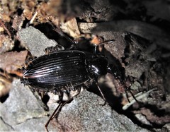 Pheidole metallescens