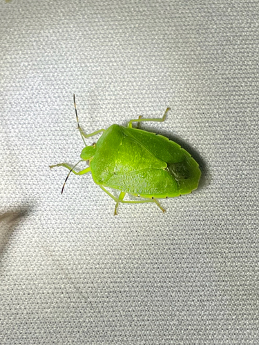 Green Stink Bug