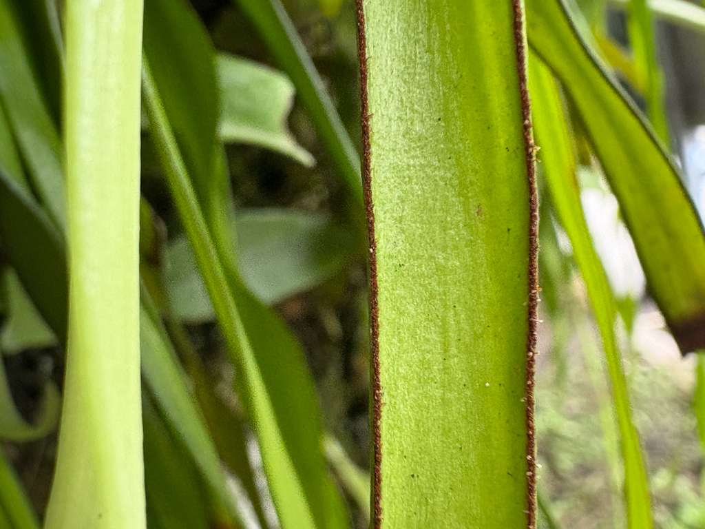 Haplopteris elongata; photograph (c) 黃美滿, some rights reserved (CC BY)