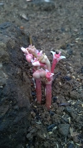 Euphorbia fusiformis