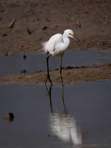 Little Egret