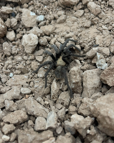 Texas Brown Tarantula
