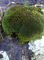 Gemmabryum