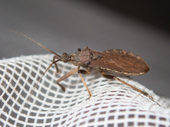 Lisarda rhypara
