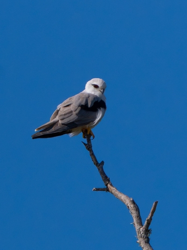 Black-shouldered Kite