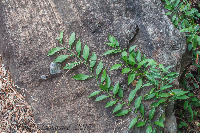 Pothos scandens; photograph author not stated, no rights reserved