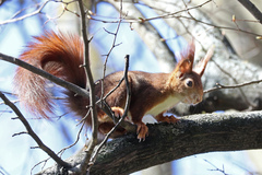 Sciurus vulgaris