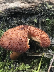 Tricholomopsis scabra