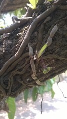 Smithsonia viridiflora