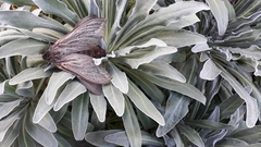 Abantiades argentata