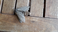 Abantiades argentata