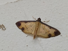 Eulepte