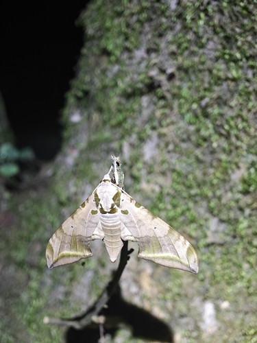 Ambulyx schauffelbergeri