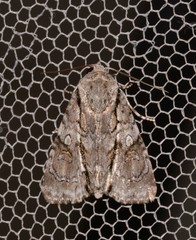 Turnerinycta phaeocosma