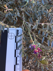 Astragalus palmeri
