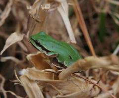Hyla plicata