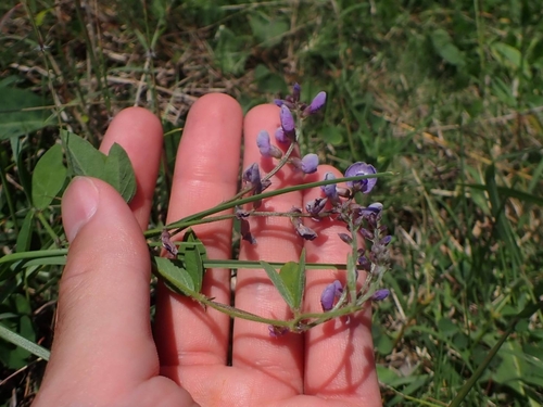 Glycine koidzumii iNat (1)