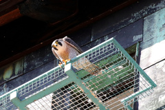 Falco peregrinus