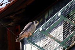 Falco peregrinus