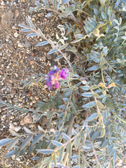 Astragalus palmeri