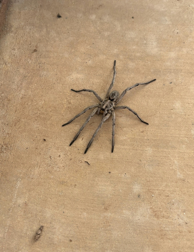 Carolina Wolf Spider