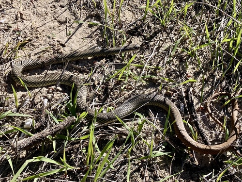 Reticulated Whipsnake