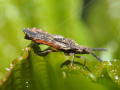 Aradus depressus