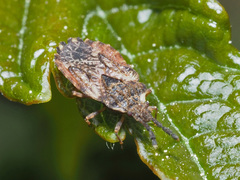 Aradus depressus