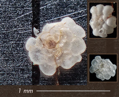 Planorbulina