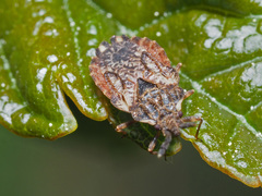 Aradus depressus