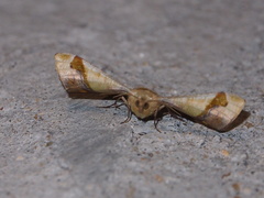 Fascellina plagiata