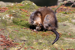 Ondatra zibethicus