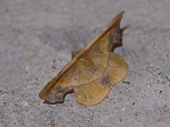 Fascellina plagiata