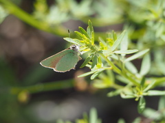 Callophrys dumetorum