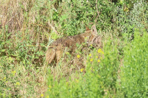 Coyote
