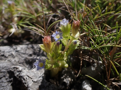 Gentiana takushii iNat (1)