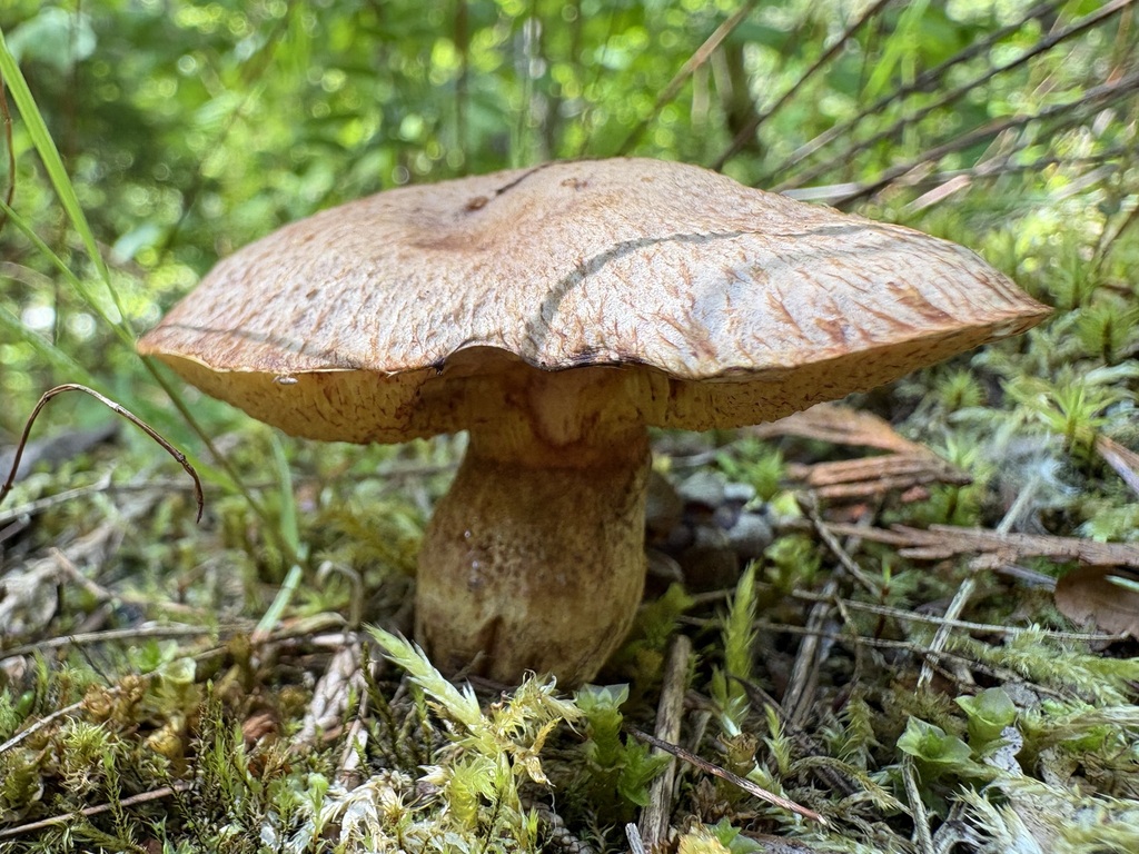 Western Painted Suillus · June 2026 · photo: Photo: (c) sylbobaggins, some rights reserved (CC BY) · iNaturalist