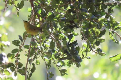 Orange-crowned Warbler