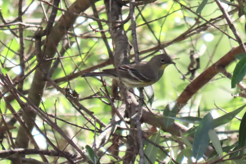 Yellow-rumped Warbler