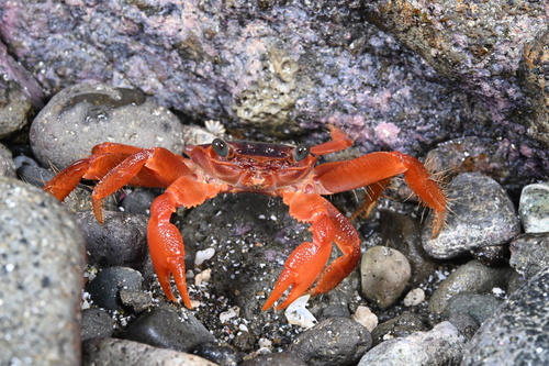 Geograpsus stormi observed 2026-06-14