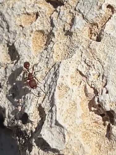 Pogonomyrmex imberbiculus