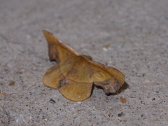 Fascellina plagiata
