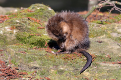 Ondatra zibethicus