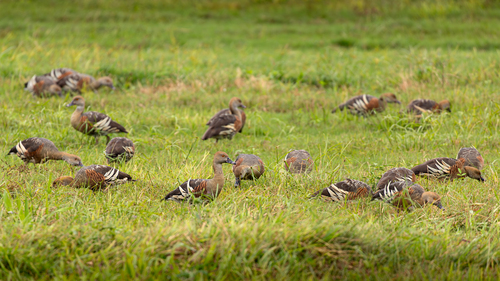 Plumed Whistling-Duck