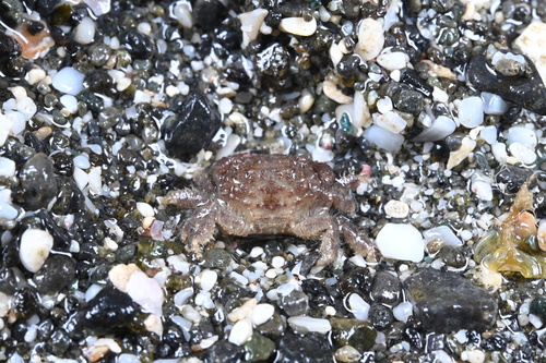 Pilodius areolatus observed 2026-06-14
