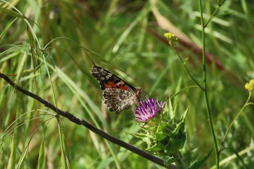 Painted Lady