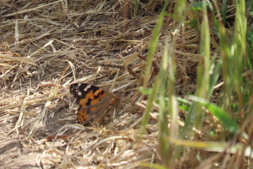 Painted Lady