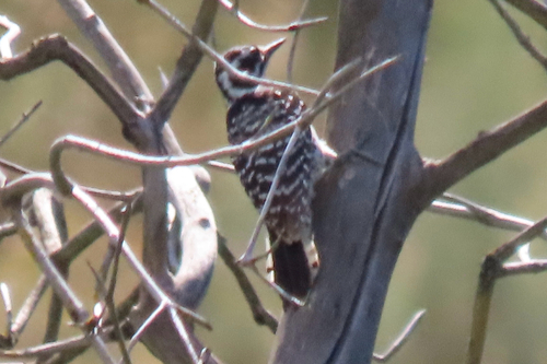 Nuttall's Woodpecker