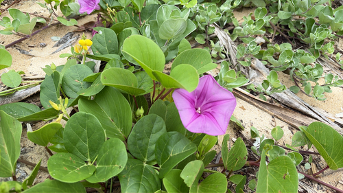 Ipomoea pes-caprae observed 2026-06-11