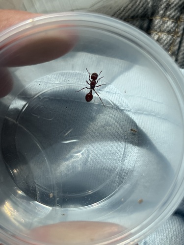 Pogonomyrmex apache